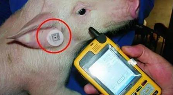 畜牧防偽小衛(wèi)士：二維碼耳標(biāo)激光打標(biāo)技術(shù)